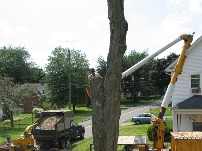 Tree Chippers in East Hartford, Connecticut, CT