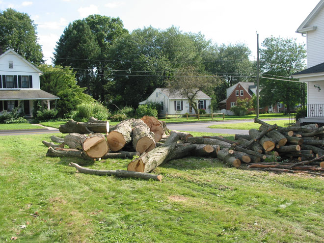Ct tree removal services, Greenville VA