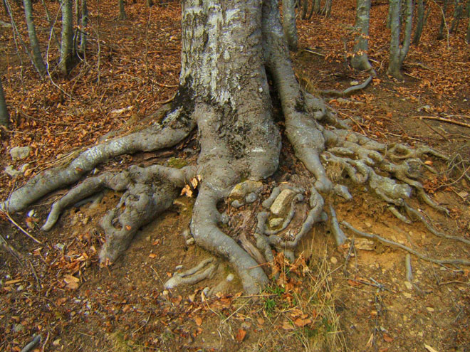 Tree Stump Furniture Tips for Bolton, Connecticut, CT