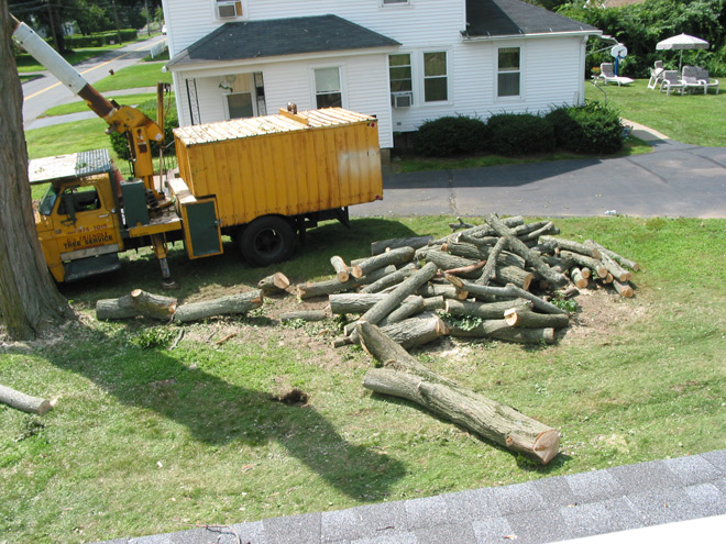 Large Tree Removal in Vernon, Connecticut, CT