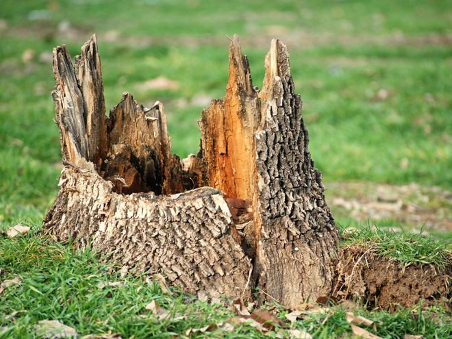 Tree Stump Grinding in East Hartford, Connecticut, CT